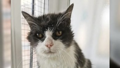 Photo of A 21-year-old girl, Morag, ends up in a shelter, then becomes an Internet star.