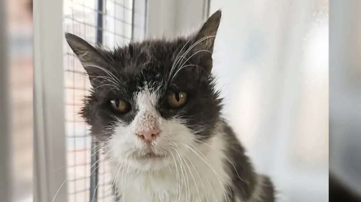 A 21-year-old girl, Morag, ends up in a shelter, then becomes an Internet star.