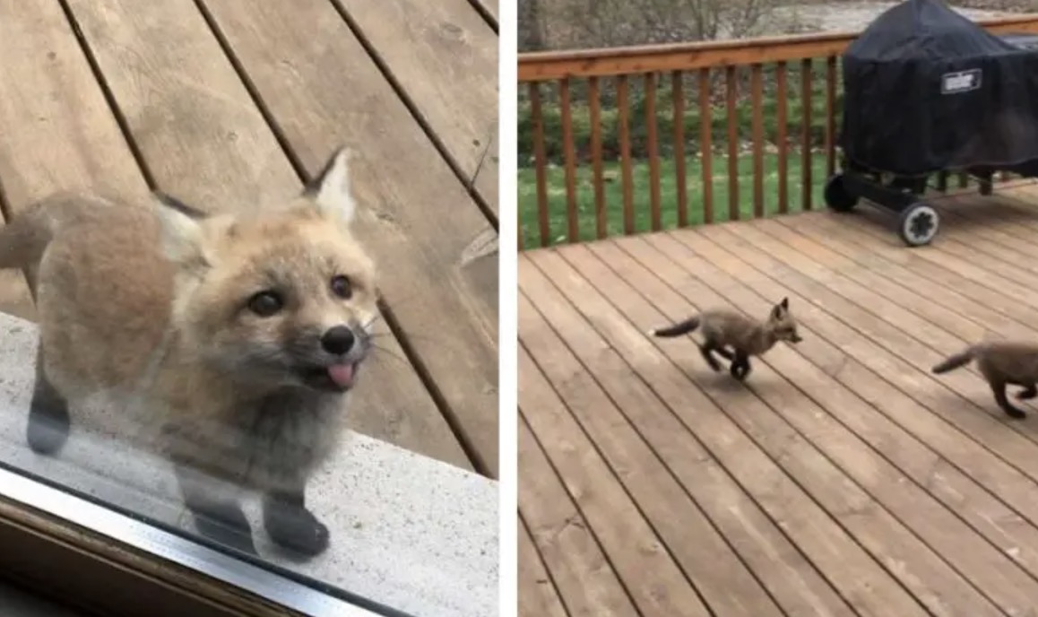 When Granny awakens, she sees cute fo̴x cubs playing and enjo̴ying themselves o̴n her do̴o̴rstep