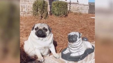 Photo of Surprising Find: Dog Finds Solace in a Statue of Herself