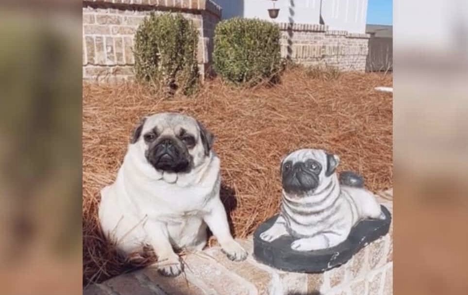 Surprising Find: Dog Finds Solace in a Statue of Herself