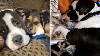 Photo of Dog Remi Shows Incredible Gentleness with Foster Puppies