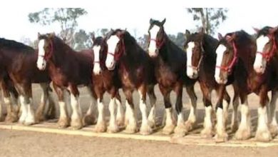 Photo of He tells 11 horses to line up, and then he says, “Watch the middle horse.”