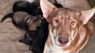 Photo of Mother Dog and Her Six Puppies Are Saved After Being Left In The Desert
