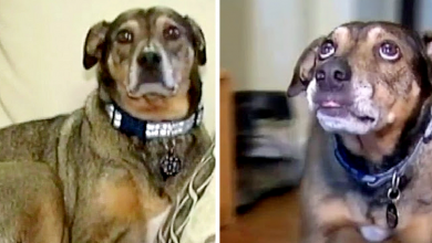 Photo of Panicked dog comes at night to his mother and begs her to follow him