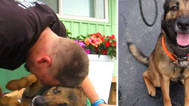 Photo of Dog Thrown From A Balcony Gets New Lease Of Life As Veteran’s Service Dog