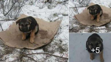 Photo of Now for a puppy, a house is a piece of cardboard in the snow.