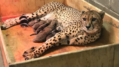 Photo of Cheetah Mom Gives Birth To A Record Number Of Cubs!