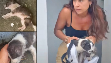 Photo of Tender Woman Raced To Save Two Puppies Passed Out On Pavement