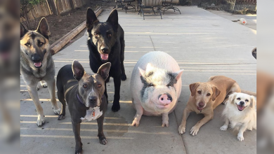 Photo of Pot Bellied Pig Happily Raised with 5 Dogs Thinks He’s Just Like His Canine Crew