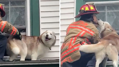 Photo of Sweet moment dog kisses firefighter who rescued him from a roof