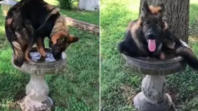 Photo of German Shepherd, Kai, Is Absolutely Sure That He’s A Bird, Here’s Why