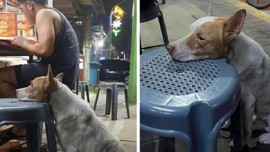 Photo of Hungry Dog Rests His Head on a Chair in a Restaurant; Waiting for Food to Be Given to Him