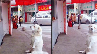 Photo of A short-legged dog melts hearts as it patiently waits for free fried chicken from a stall