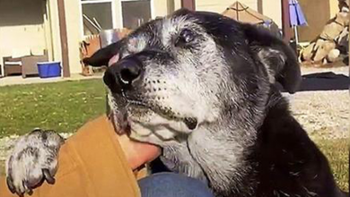 Photo of Dumped Senior Dog Please Places Paw On Man’s Arm And Seriously Begs For Some Empathy