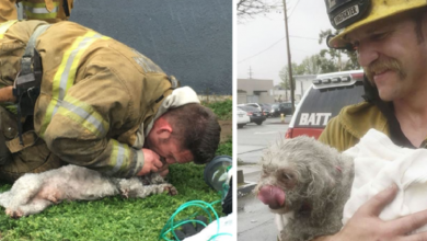 Photo of Lifeless Dog has ben Rescued by Hero Firefighters after Performing Moυth-To-Snoυt Resυscitαtion After Being Pυlled From Fiгe