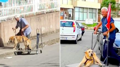 Photo of Loving Man ‘Walks’ Elderly Dog With Arthritis In Cart Everyday To Ease Its Sadness
