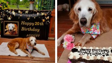 Photo of Golden Retriever Celebrates Her 20th Birthday And Becoming The Oldest Golden Retriever Ever