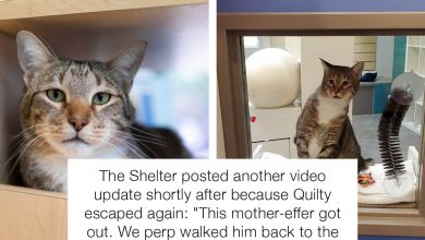 Photo of Naughty Shelter Cat placed In Solitary Confinement For ‘Repeatedly’ Letting Other Cats Out