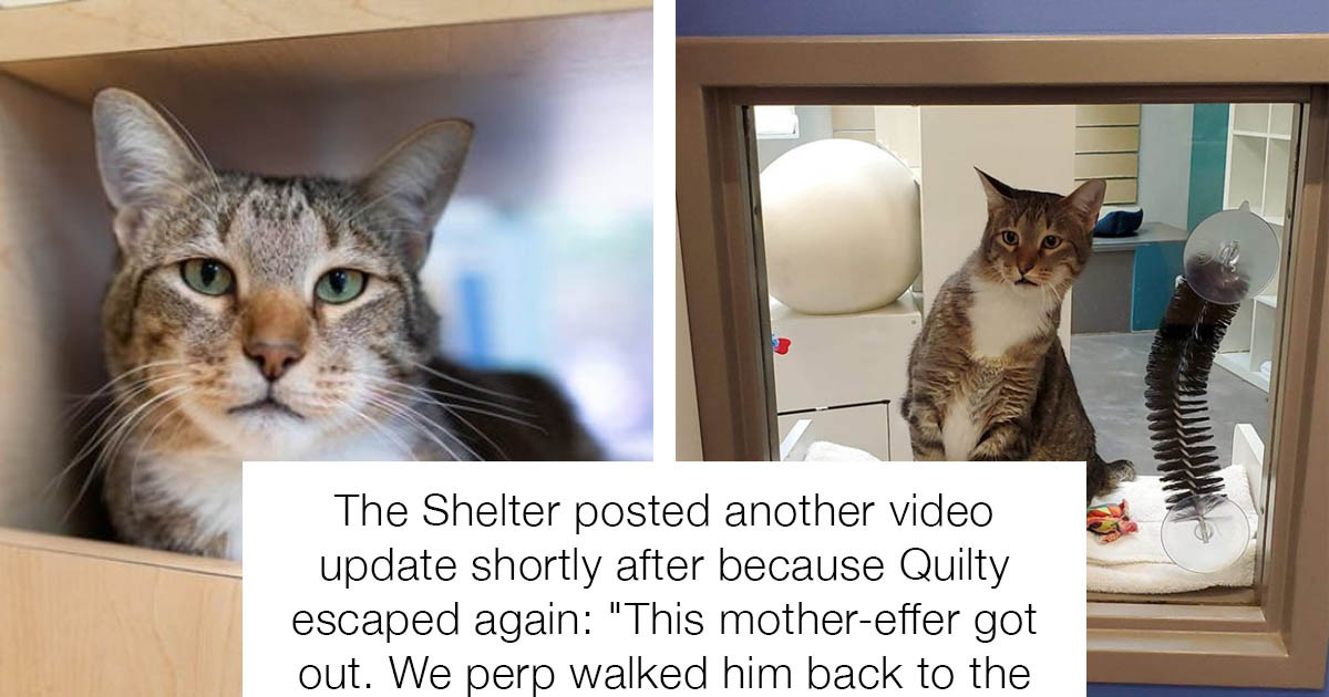 Naughty Shelter Cat placed In Solitary Confinement For ‘Repeatedly’ Letting Other Cats Out