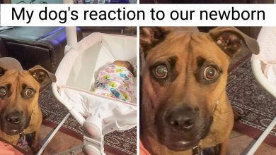 Photo of 15 Hilarious Photos That Will Make You Hug Your Family