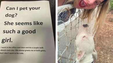 Photo of Adorable Dog Is So Cute That A Neighbor Woman Left A Note Asking To Pet The Pup