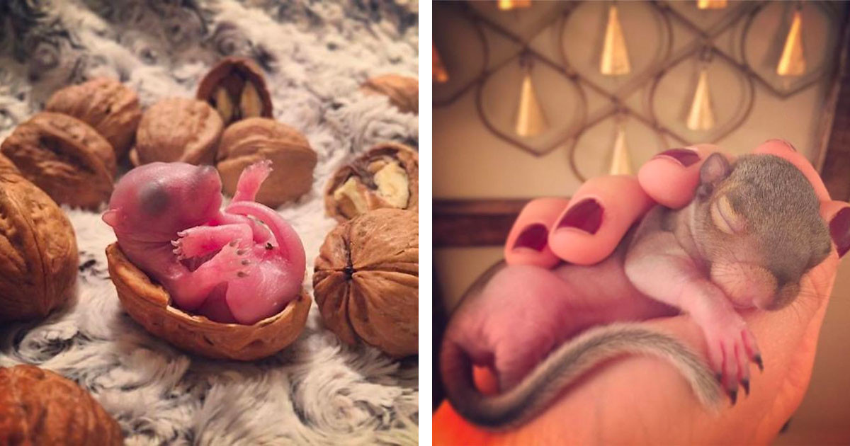 Couple Rescues Abandoned Baby Squirrel And Raises Her Properly