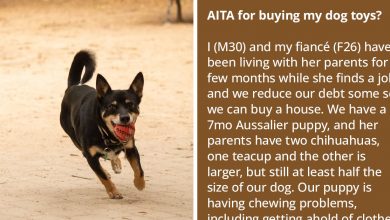 Photo of Man Gets Berated By His Fiancé’s Family After Buying Toys Only For His Dog But Not For Their Chihuahuas