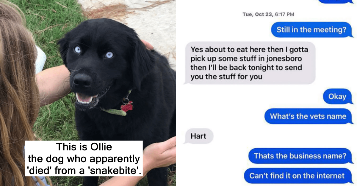 Dog Trainer Lies To Woman Of Her Dog Dying After Allegedly Selling Him In His Care