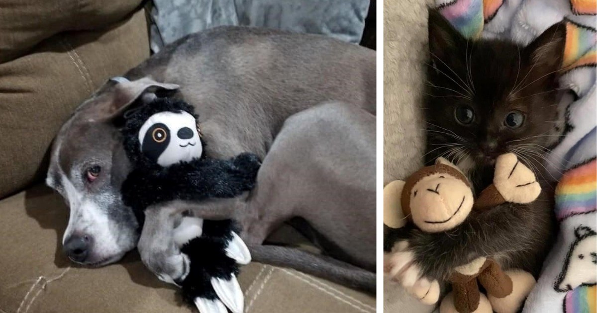 23 Animals Cuddling Stuff Toys That Are More Than Just Toys For Them ...