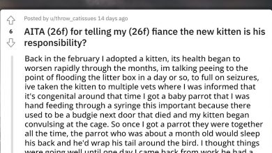 Photo of Redditor Forced By Her Fiancé To Keep The Kitten He Gifted Her Tries To Find A Way Out