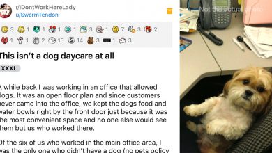 Photo of Adorable Dog Spends It’s Days In An Office Because This Woman Was Under The Impression That It Was A Dog Daycare