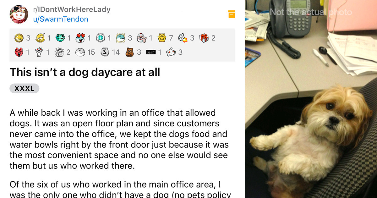 Adorable Dog Spends It’s Days In An Office Because This Woman Was Under The Impression That It Was A Dog Daycare