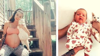 Photo of Woman Found The Sweetest Pregnancy Buddy; An Adorable Pregnant Stray Cat