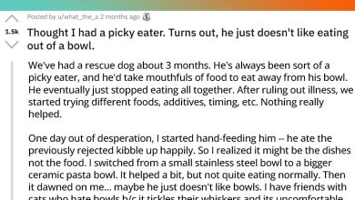 Photo of Rescue Dog Refuses To Eat Out Of A Bowl And Teaches Hooman A Significant Lesson About Dogs And Their Random Quirks