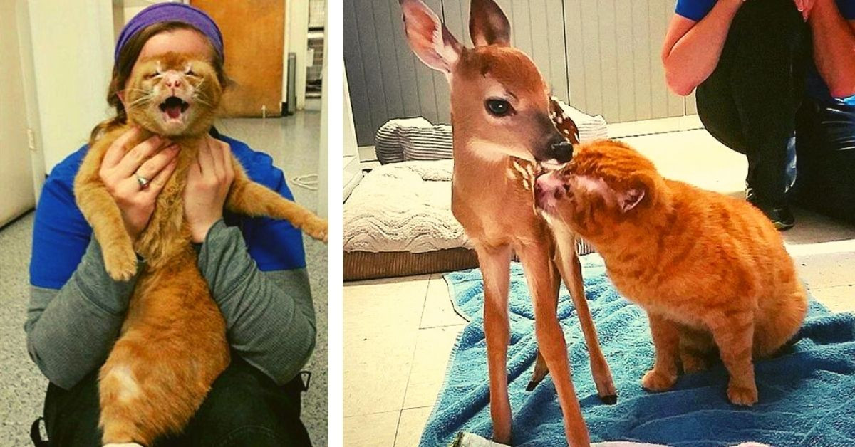 Cat Rescued From Fire Now Looks After Other Animals In Vet Clinic