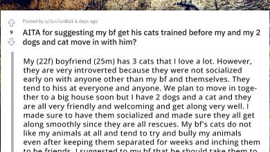Photo of Man Gets All Worked Up After Being Told By His Gf To Train His Introverted Cats Before She Moves In With Her Pets