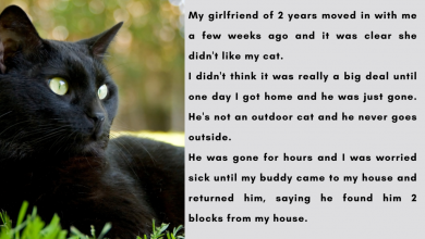 Photo of Guy Asks If He Is In The Wrong For Kicking Out His Girlfriend After She Threw Out His Indoor Cat