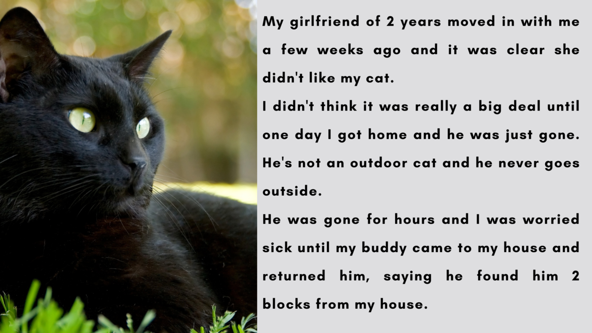 Guy Asks If He Is In The Wrong For Kicking Out His Girlfriend After She Threw Out His Indoor Cat