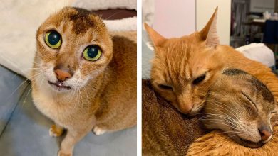 Photo of Earless Cat In Recovery Finally Finds Forever Home And Simultaneously Gains A New Best Friend