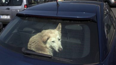 Photo of Evil Wife Leaves Dog in Hot Car to Die