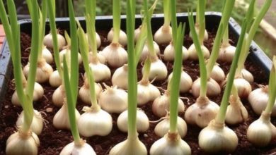 Photo of Stop buying garlic. Grow an endless supply at home with these methods