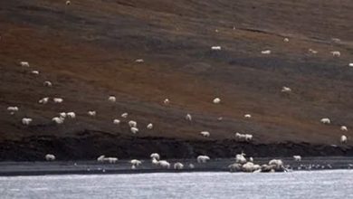 Photo of Tourists Thought They Were Approaching A Flock Of Grazing Sheep, Had No Idea How Wrong They Were