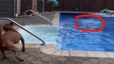 Photo of A 5-Year-Old Girl was drowning In The Pool, but got saved by a Pit Bull