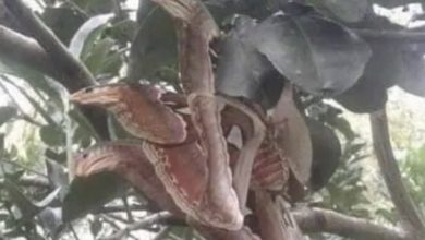 Photo of Angry-looking ‘snakes’ spotted lurking in tree, but everything is not as it seems