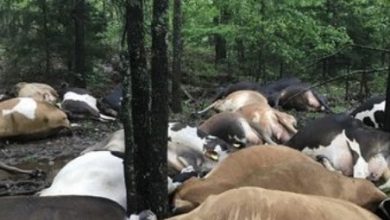 Photo of A farmer was shocked when he found all of his cows laying lifeless in one place