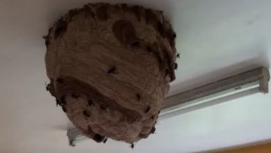 Photo of Large Asian Hornet nests found in abandoned house promoting fresh warnings