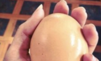 Photo of A farmer discovers a massive egg, but what lies inside is even more mysterious.