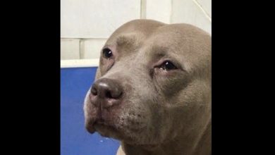 Photo of Depressed pit bull filmed ”crying” at shelter after being used for breeding then dumped