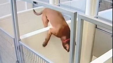 Photo of Shelter dog leaps over concrete wall to keep her best friend company — leads to happy ending for both